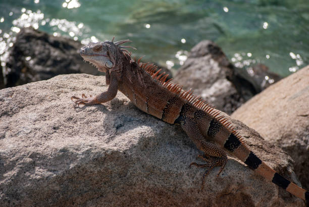istock Iguana on rocks by sea 1168952035