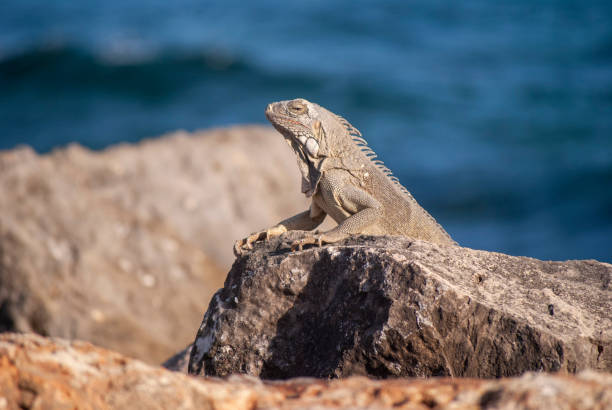 istock Iguana on rocks by sea 1168952036