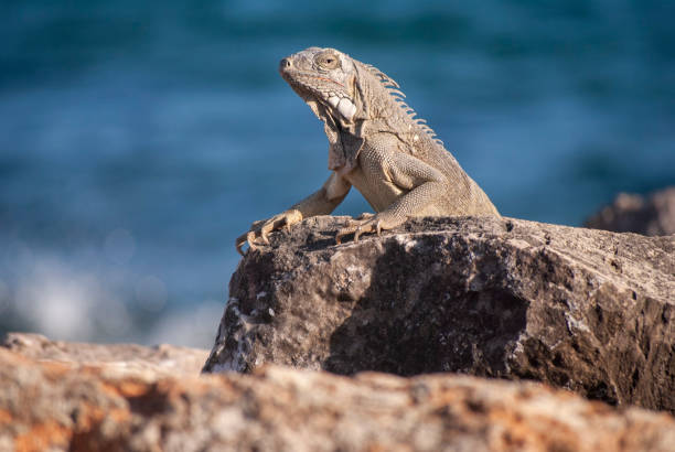 istock Iguana on rocks by sea 1168952037