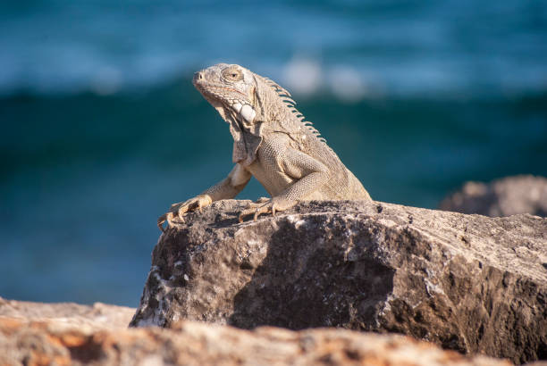 istock Iguana on rocks by sea 1168952041