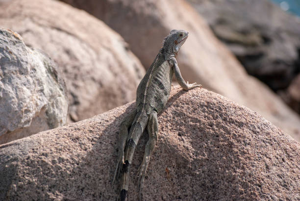 Iguanas along Oranjestad seaside promenade