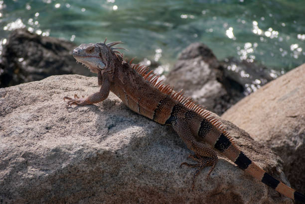 istock Iguana on rocks by sea 1168952049
