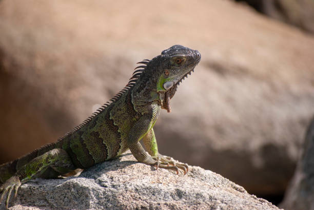 istock Iguana on rocks by sea 1168952054