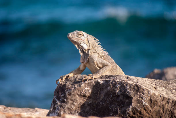 istock Iguana on rocks by sea 1168952063