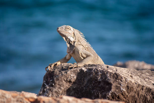 istock Iguana on rocks by sea 1168952096