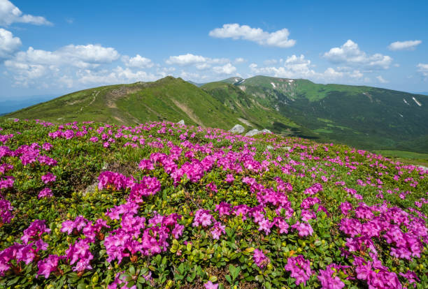 istock Blossoming slopes (rhododendron flowers ) of Carpathian mountains. 1168952264