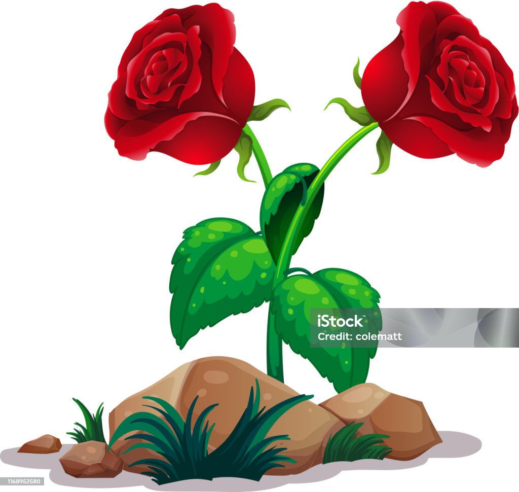 2 Roses Crossing Two Red Roses On White Background Stock Illustration - Download Image ...