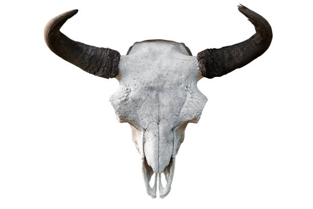 istock Close-up of a white cow skull 1168953419
