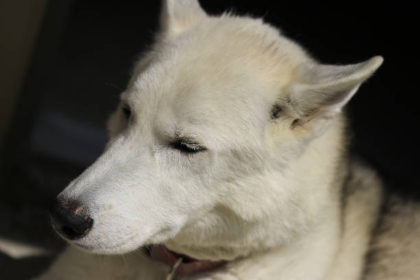 istock Cute siberian husky head shot 1168953889