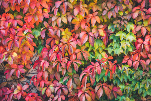 Colorful Autumn Background Colorful autumn background: Virginia creeper plant in autumn (red, orange, green) colors. parthenocissus stock pictures, royalty-free photos & images