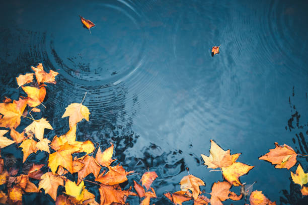 Autumn Background Dry autumn leaves floating on a water surface of a lake. autumn leaf tree maple tree stock pictures, royalty-free photos & images