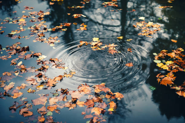 istock Autumn Leaves In Water 1168954161