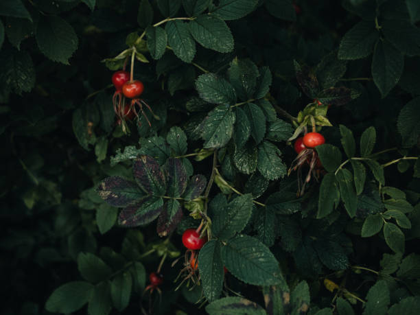 Rose hip bush low key autumn nature \nPhoto taken in natural light outdoors in nature