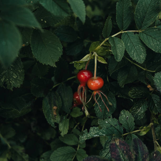 Rose hip bush low key autumn nature Photo taken in natural light outdoors in nature