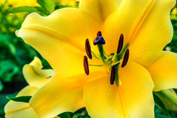 istock Blooming yellow lily. Bright summer background. Stamen pollen. 1168955221