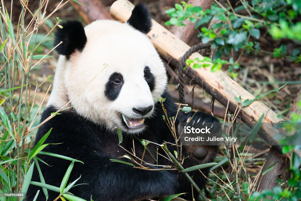Portait of a Giant Panda eating bamboo leaves with mouth open showing his tooth in Chengdu Sichuan China Bamboo - Plant Stock Photo