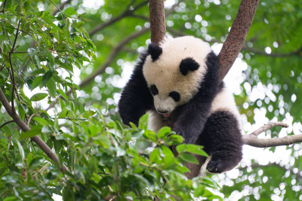 istock Giant Panda sleeping high up a in tree in Chengdu Sichuan China 1168955936