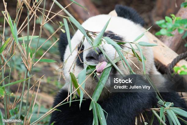 Closeup Portait Of A Giant Panda Eating Bamboo Leaves With The Help Of His Tongue In Chengdu China Stock Photo - Download Image Now