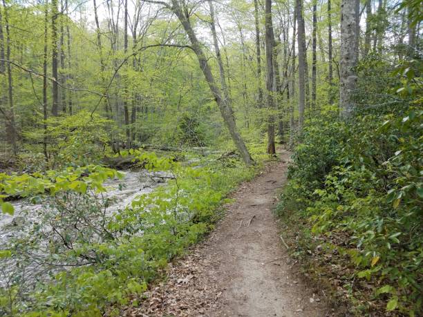istock trail in the forest or woods with a stream or river 1168956070