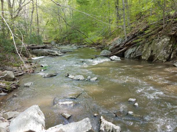 istock river or stream with rocks and trees in forest 1168956124