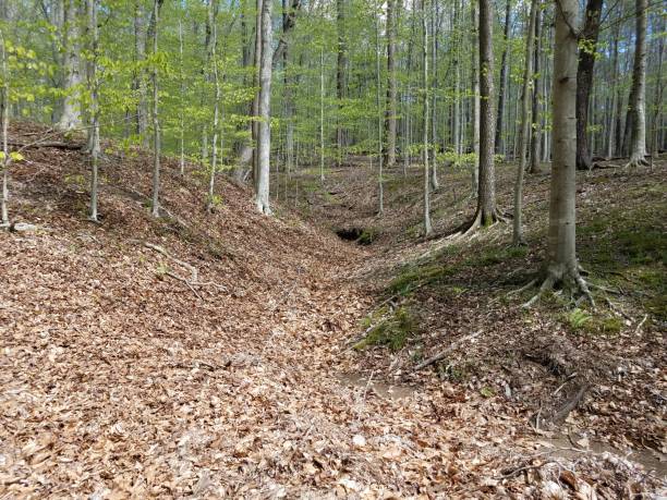 istock fallen brown leaves and trees in forest or woods 1168956125