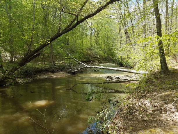 istock river or stream with rocks and trees in forest 1168956128