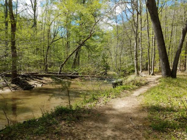 istock trail in the forest or woods with a stream or river 1168956181