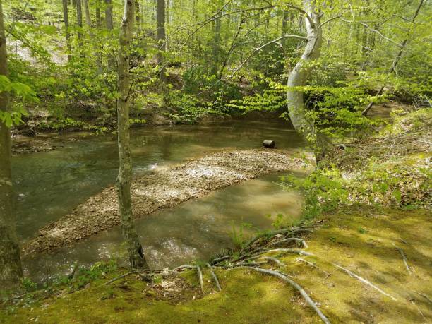 istock river or stream with rocks and trees in forest 1168956197