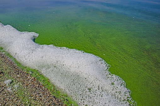 Green algae growing on the water surface of a river. A seagull flying by.
