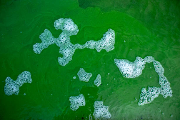 istock Foam and water with blooming blue-green algae (Cyanobacteria). 1168957016