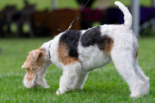istock portrait of a white terrier dog 1168959824