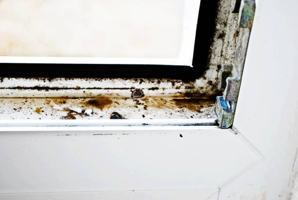 istock Mould colony growing on a house corner wall 1168961418