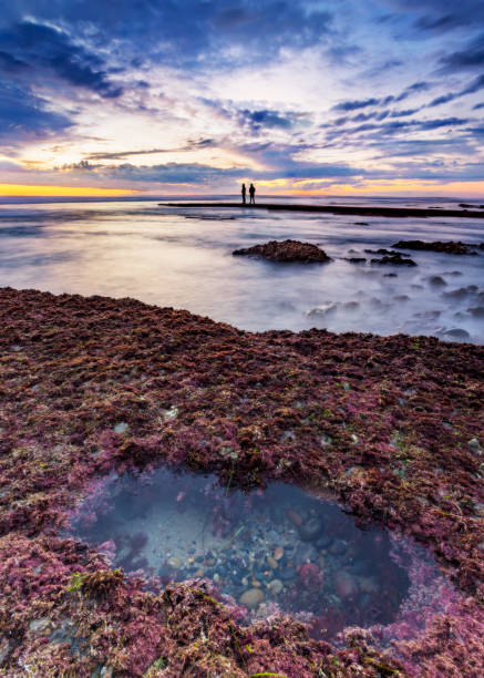 коралловый глаз - coral water sunset usa стоковые фото и изображения
