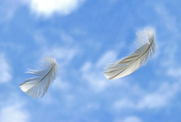 istock two white feathers in front of blue sky 1168961761