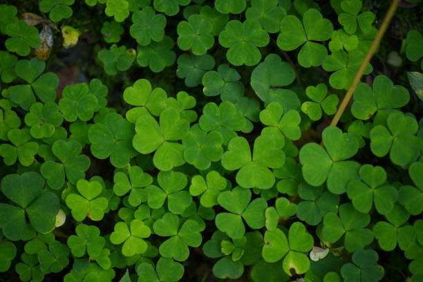 istock Beautiful background with green clover leaves for Saint Patrick's day. 1168962875