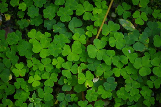 istock Beautiful background with green clover leaves for Saint Patrick's day. 1168962905