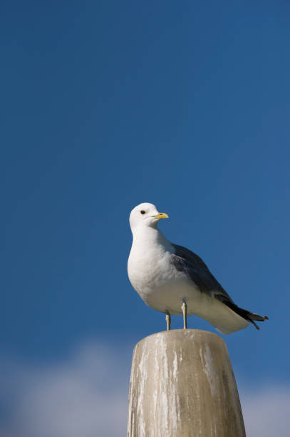 istock Seagull resting on a pole by the sea 1168964523