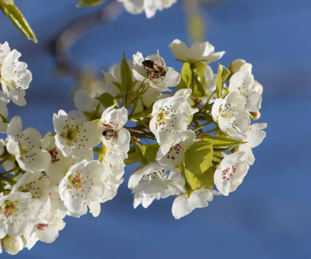 istock Pollination of flowers by bees pears. 1168964531