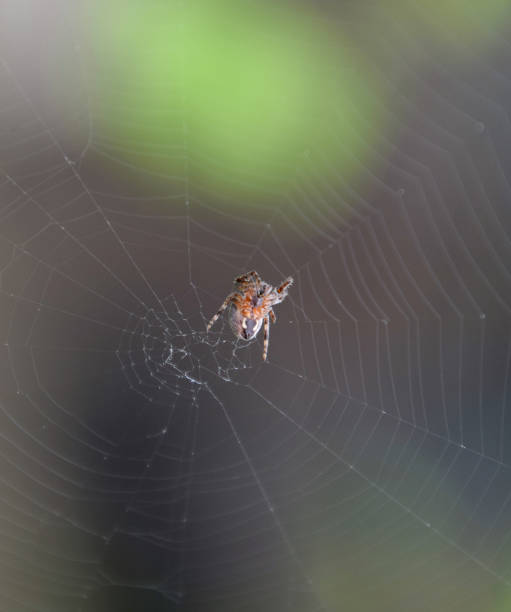 istock Small spider in his web of Araneus. Lovcen spider network 1168964549