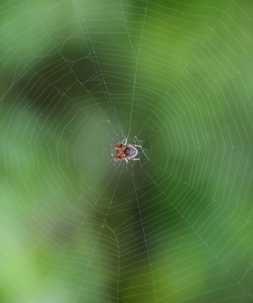 istock Small spider in his web of Araneus. Lovcen spider network 1168964582