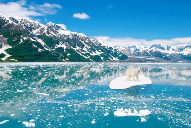 White icebear drifting on a ice floe. Environment, ecosystem and global warming concept.