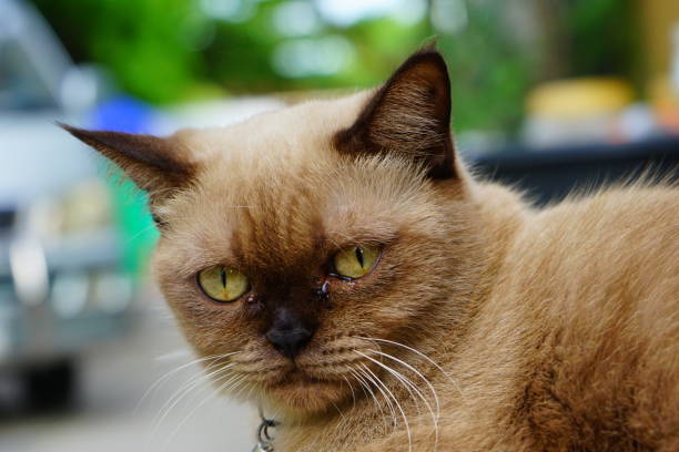 Thailand, Domestic Cat, Alertness, Animal, Animal Body Part