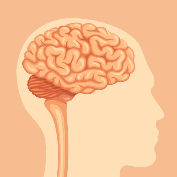 ilustraciones, imágenes clip art, dibujos animados e iconos de stock de anatomía del cerebro humano - cerebelo