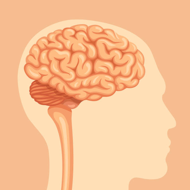 stockillustraties, clipart, cartoons en iconen met menselijke hersen anatomie - kleine hersenen