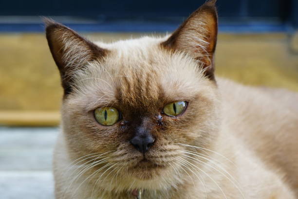 Thailand, Domestic Cat, Alertness, Animal, Animal Body Part