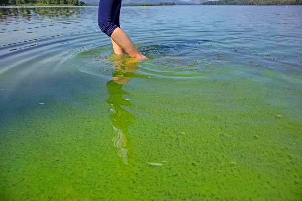 Child legs and feet walking in puddle water with mud barefoot during summer day