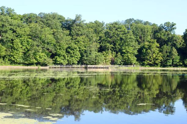 istock Beauty of Reflecting Trees 1168966215