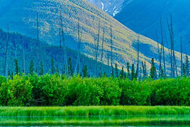 istock Banff National Park in Alberta Canada 1168966482