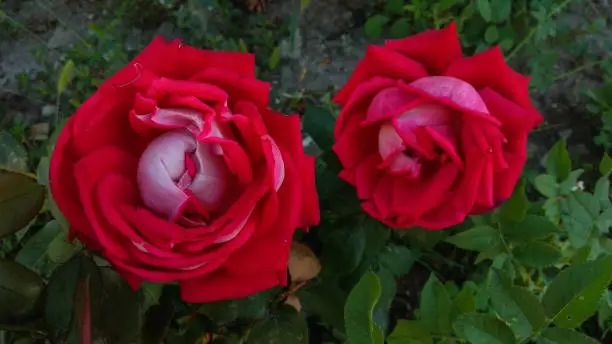 Two flamboyant, bicolour, half-opened roses, having petals, which are red on the front side & light pink on the back side.