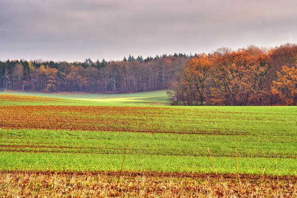 jagdturm auf einem feld am waldrand. herbstkulisse mit sonnenschein und dunklem himmel. - wildlife tracking tag stock-fotos und bilder